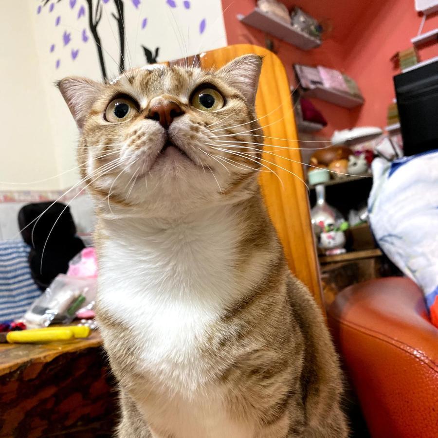 Qg Life 城中館 寵物親子釣魚人民宿 Jincheng Esterno foto